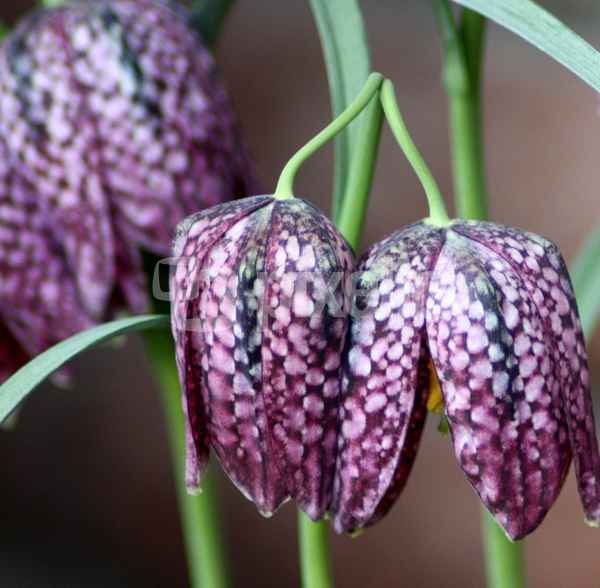 Schachbrettblumen
