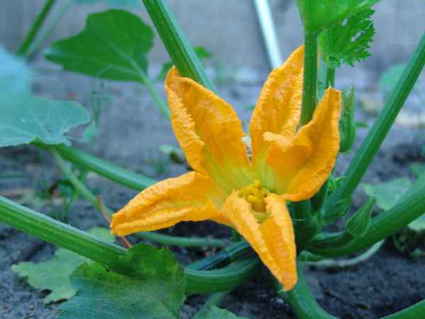 Zucchini einmal anders