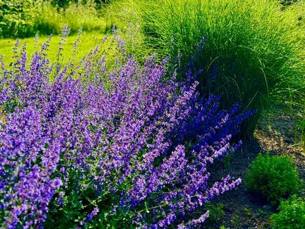 Bunter G&auml;rtnerstolz