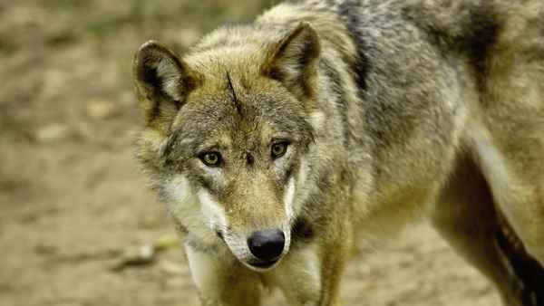 Eurasischer Wolf