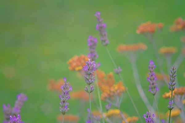 Gartenblumen