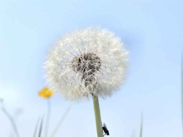 Pusteblume1