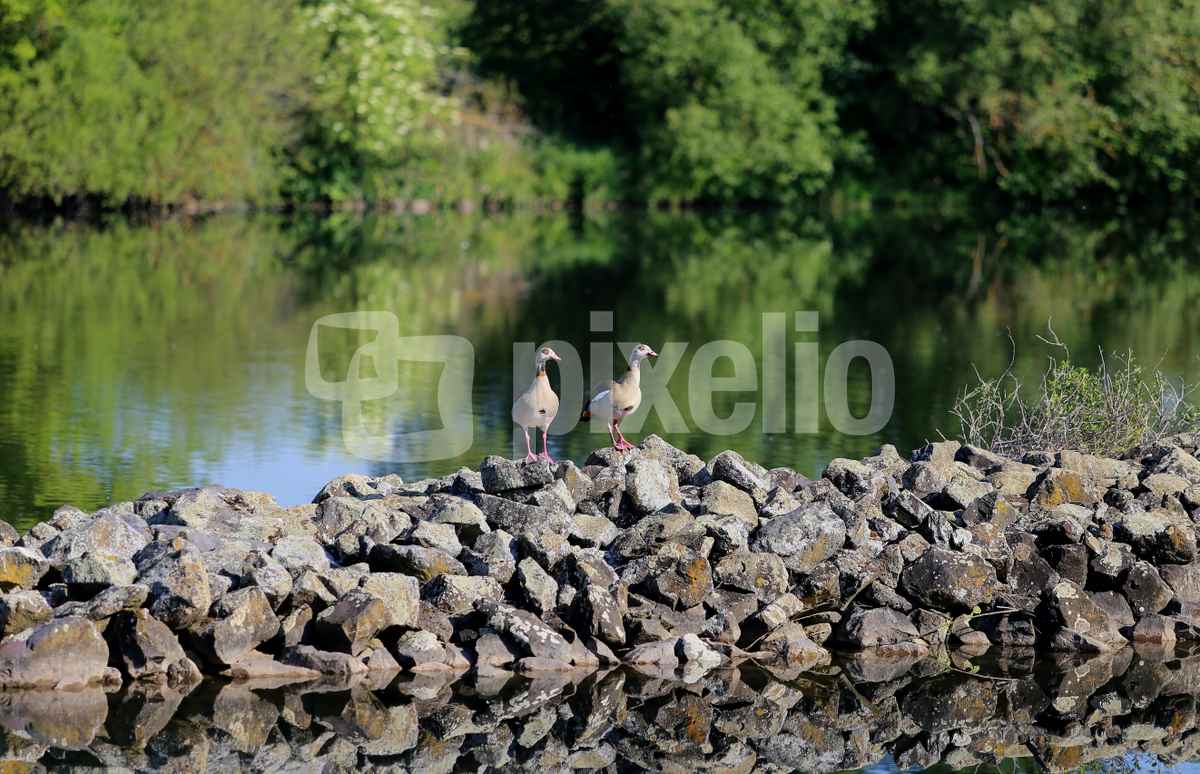 Nilgänse