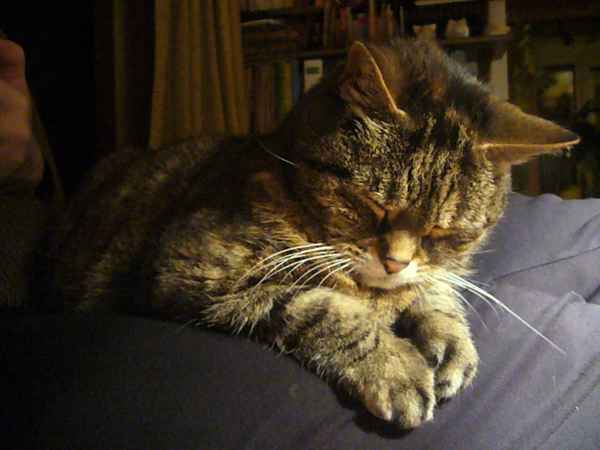 Schmusekatze - Ferris5