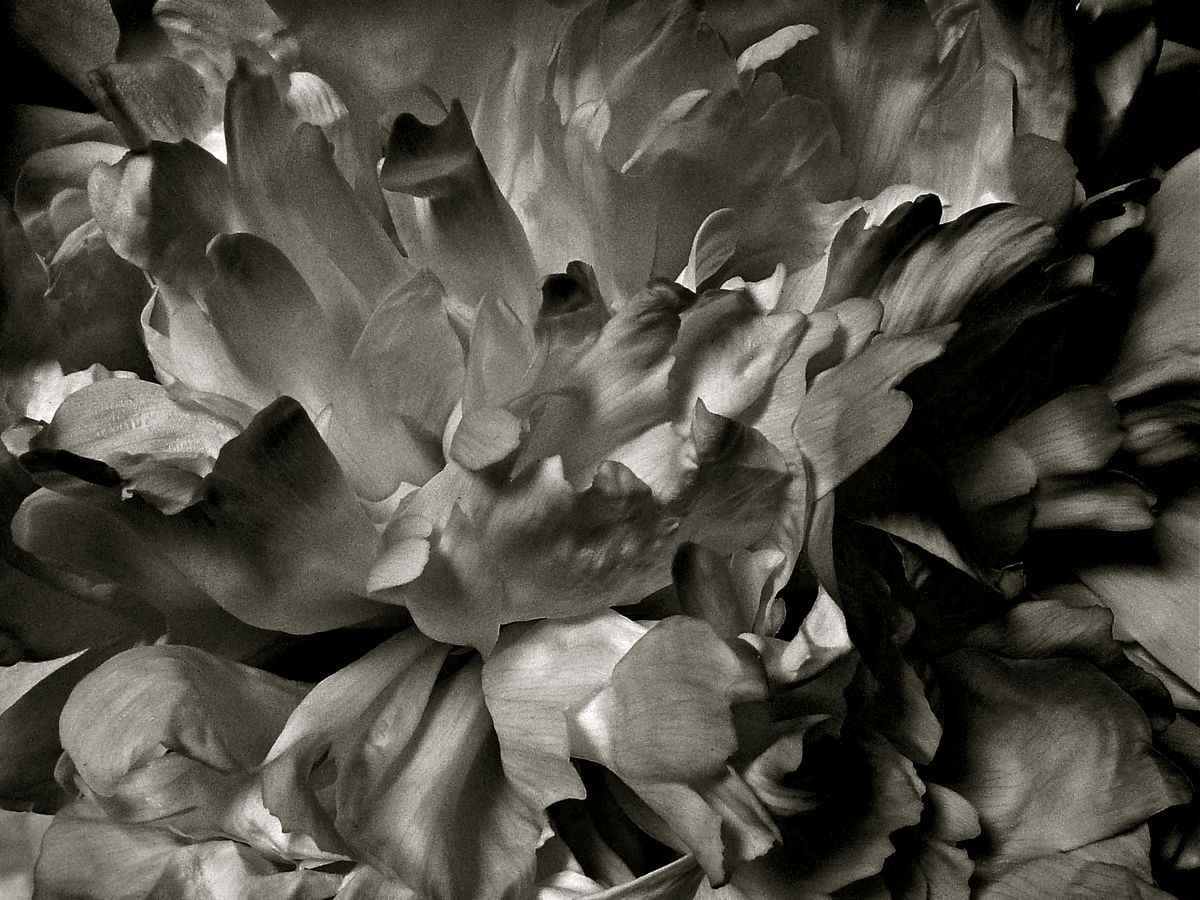 Blüte im analogen look