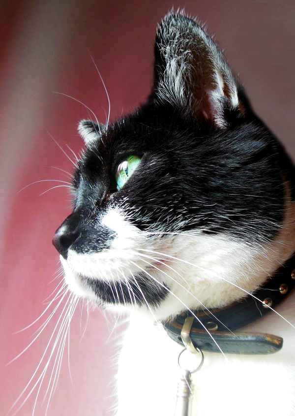 Katze