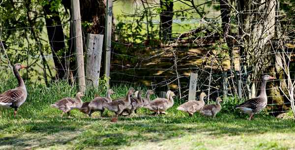 familie wildgans im gänsemarsch