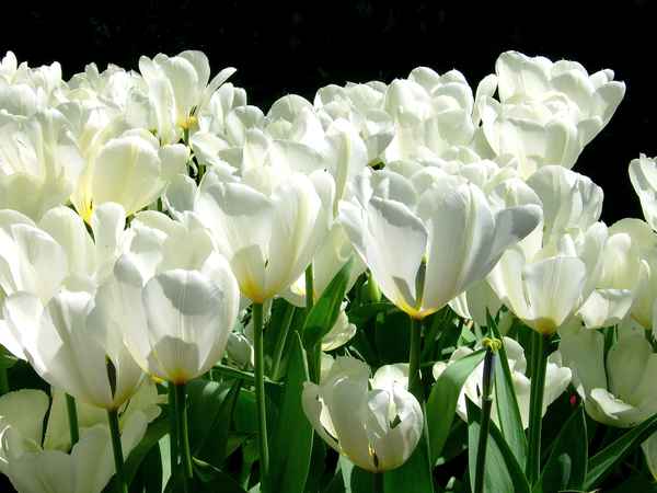 Weisse Tulpen
