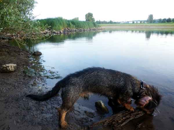 Zwei Nagetiere...