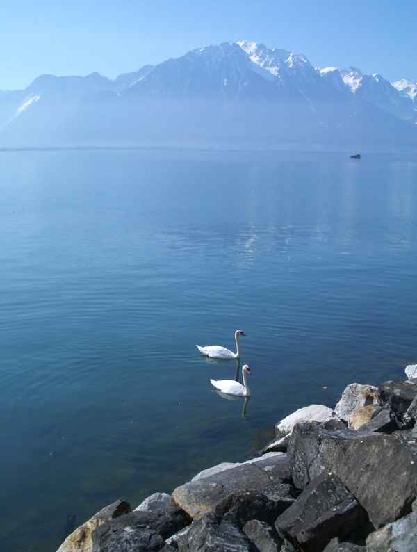 Schwäne auf dem Genfersee