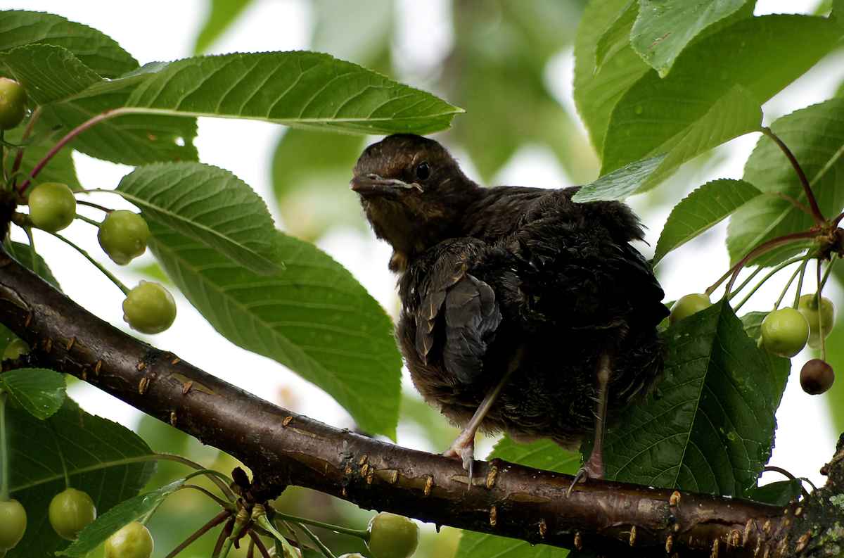 junge Amsel