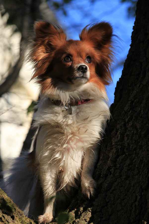 Philomena im Wald