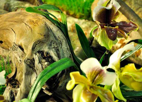 Orchideenarrangement 1