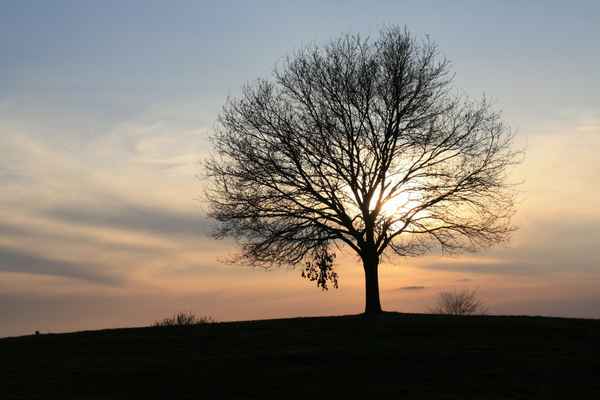 Mein Freund der Baum, am Altmühlsee
