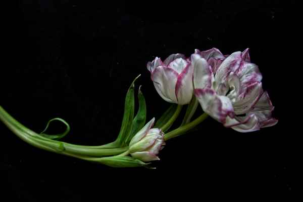 Tulip