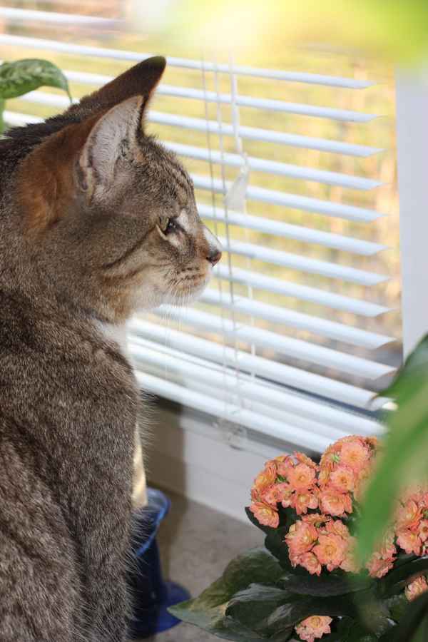 Katze hält Ausschau