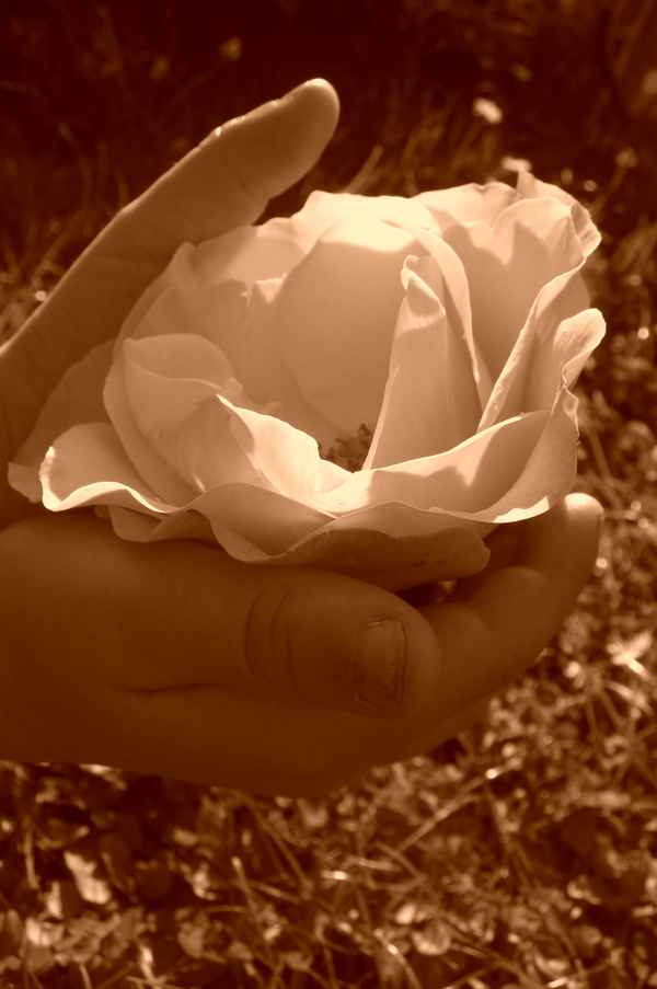 Blüte in Kinderhänden
