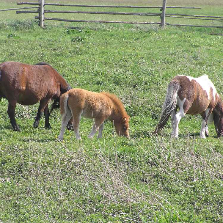 Familie