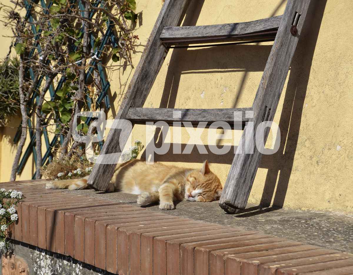 Das 5.207te Katzenbild