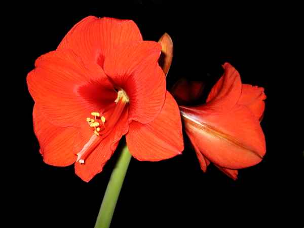 Amaryllis