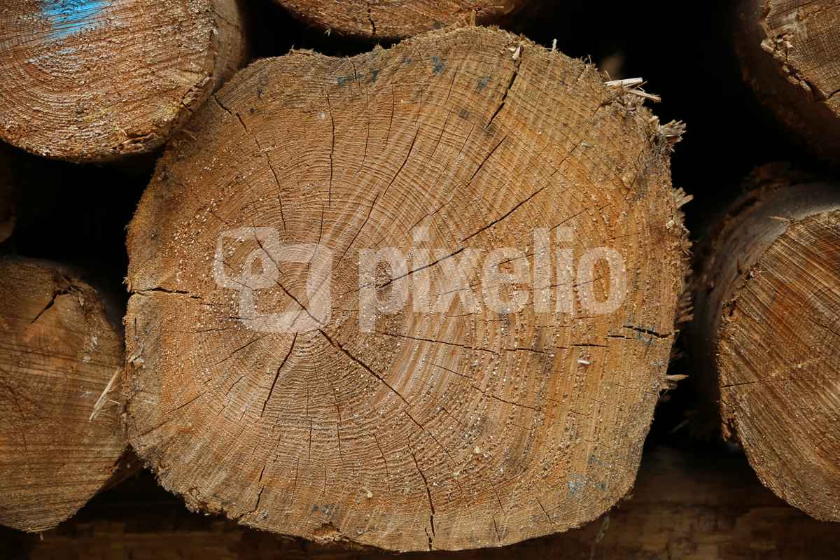 Jahresringe eines Baumes