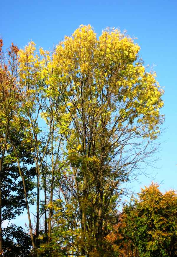  Der goldene Baum