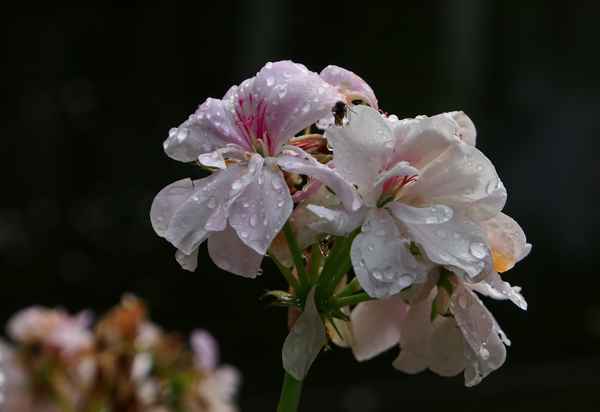 geranien