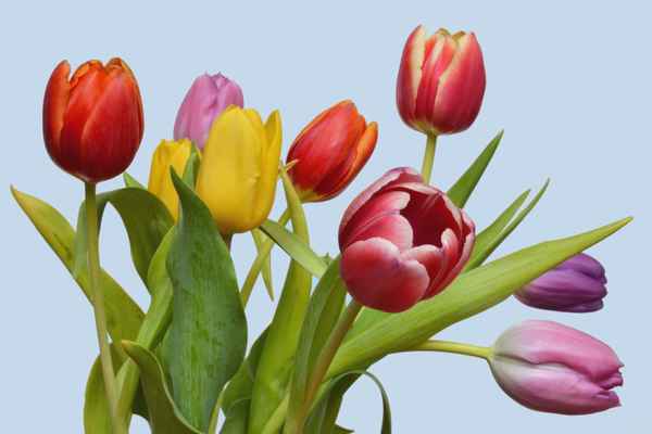 Tulpenstrauß