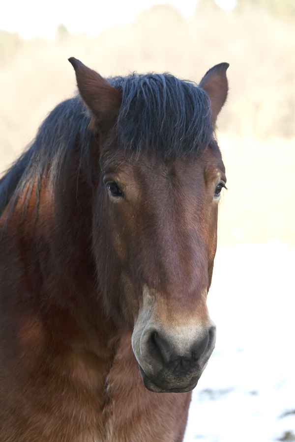 Pferde im Oberbergischen
