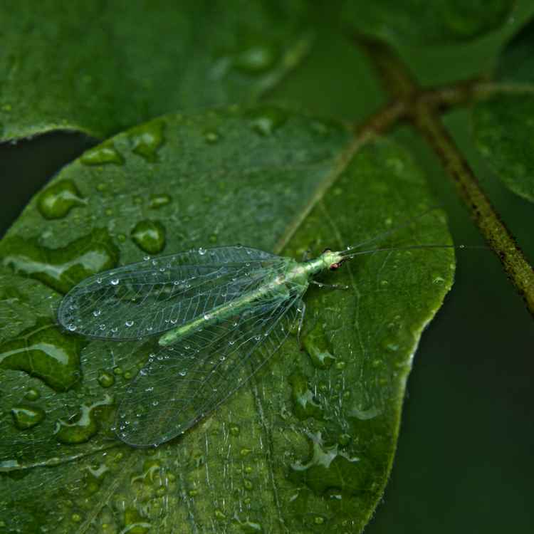 Feucht hinter den Flügeln