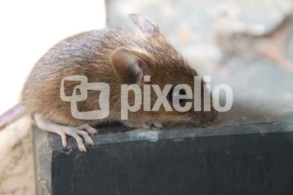 Maus am Fenster