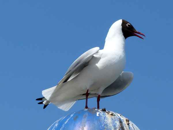 Stolze Möve an der Ostsee