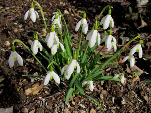 Schneeglöckchen, Weißröckchen
