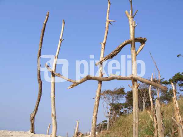 Strandgut am Weststrand