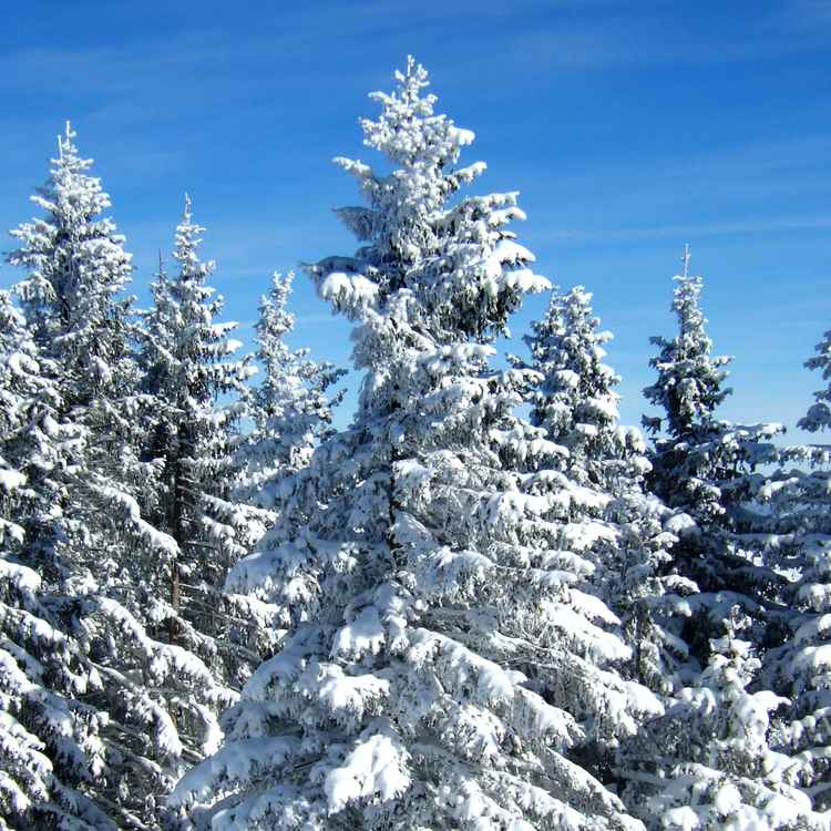 Winterzauber am Feldberg