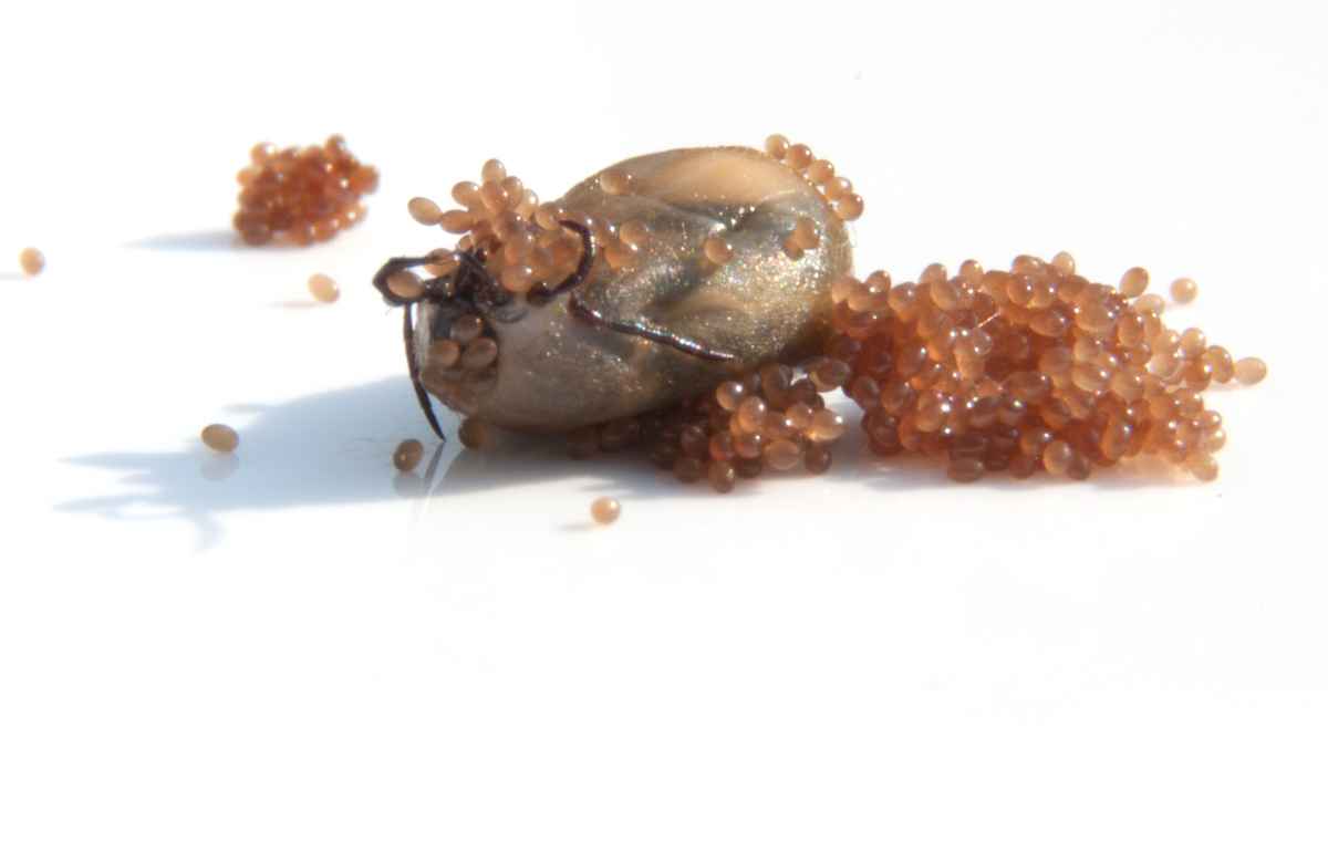 Eiablage einer Zecke