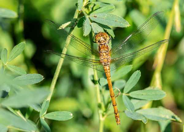 Blutrote Heidelibelle (4)