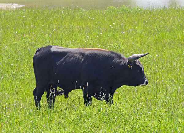 El Torro