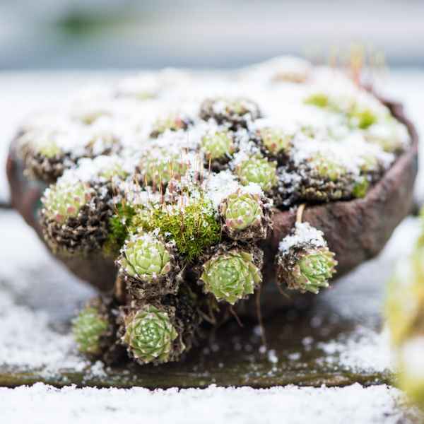 Sempervivum in einer Schale