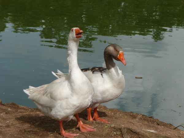 Ehepaar mit Schwimmflossen