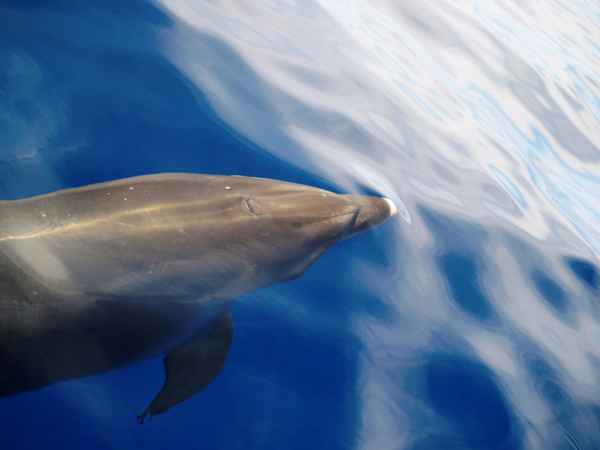 Flipper ist watching you