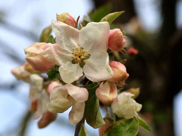 der schöne vom herrenhut
