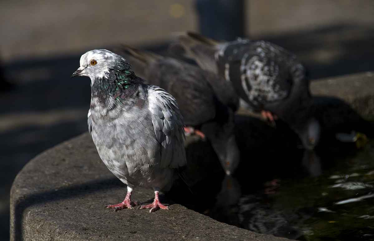 Tauben am Brunnen