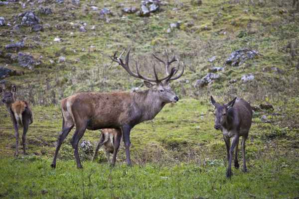 Hirsch mit Familie