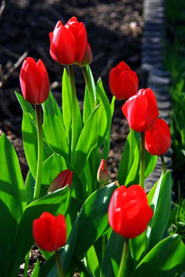 Rote Tulpen.