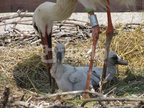 Nachwuchs im Storchenpark