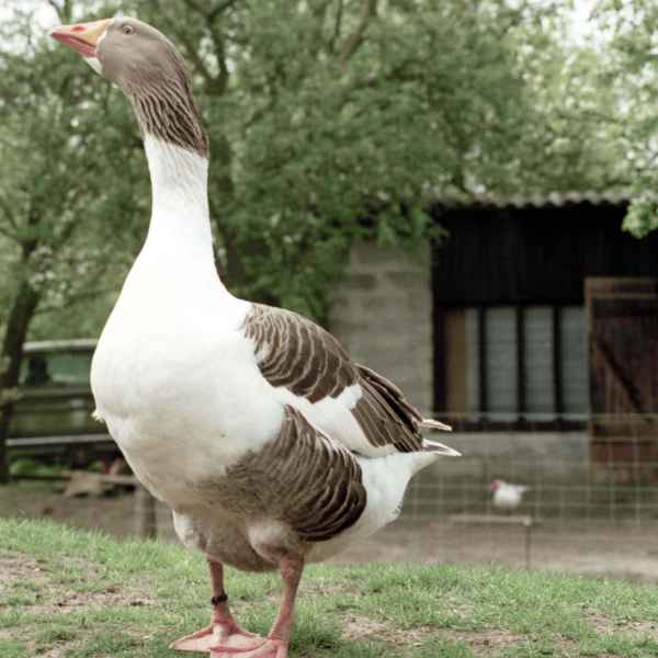 Der Ganter Jakub aus Linau