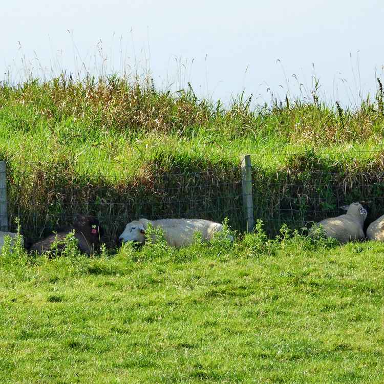 Suche nach schattigem Plätzchen