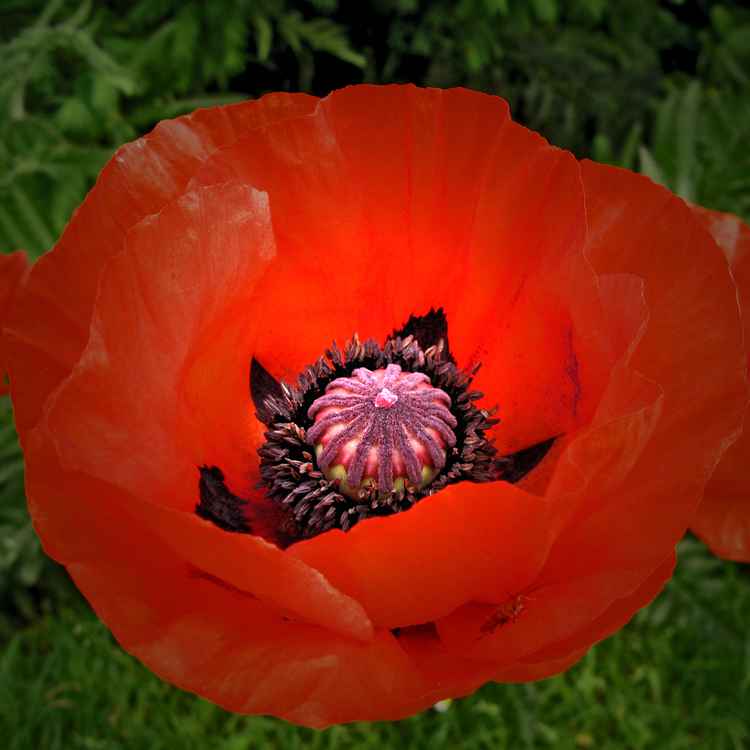 Mohnblüte