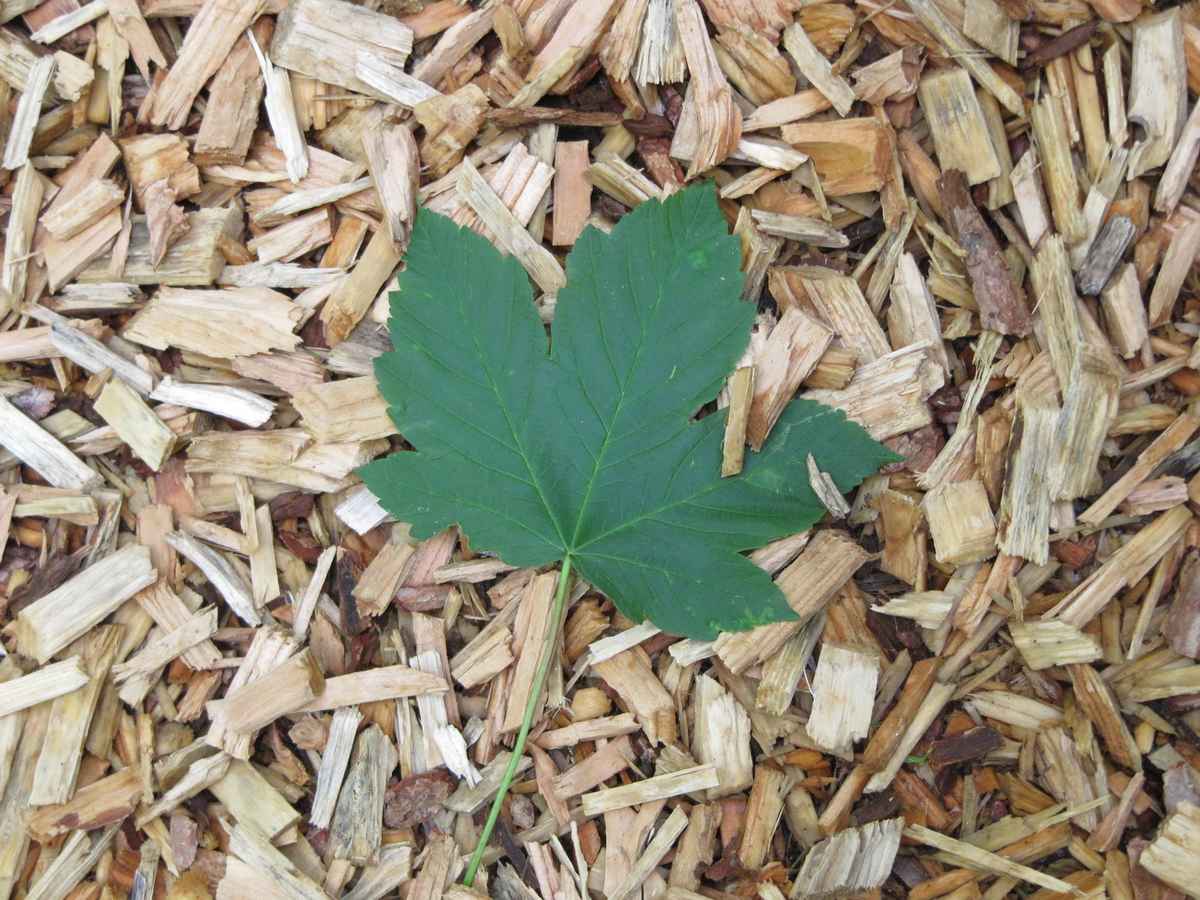 Ahornblatt auf Wanderweg